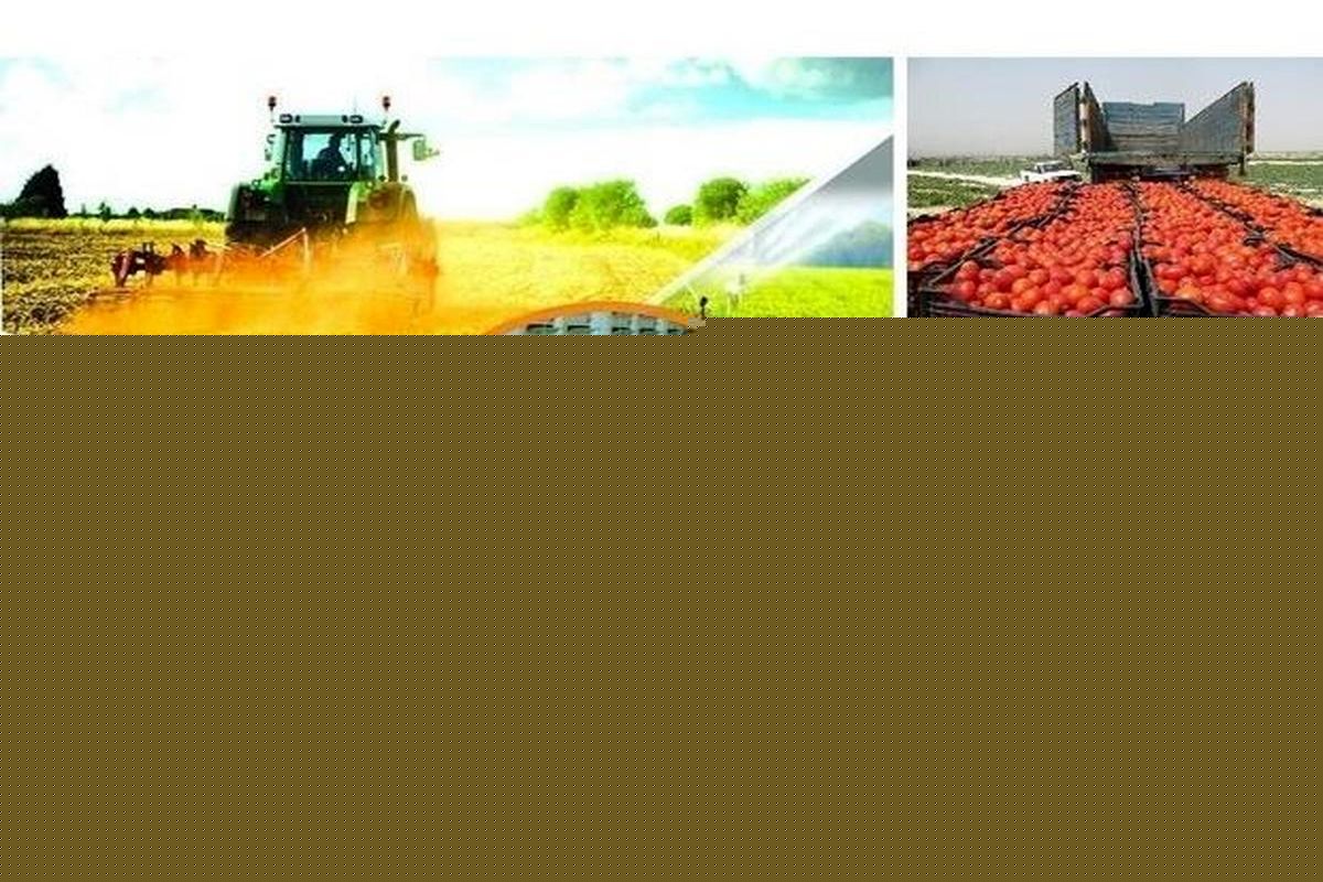 ظرفیت تولید صنایع کشاورزی و غذایی زاهدان به بیش از ۱۵۵ هزار تن رسید