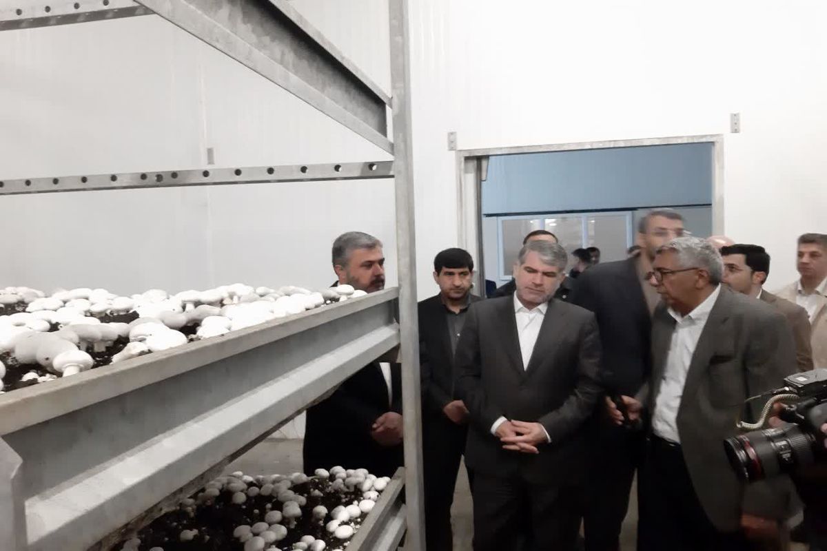 بازدید وزیر جهاد کشاورزی از واحد تولید قارچ خوراکی در شهرستان ملارد
