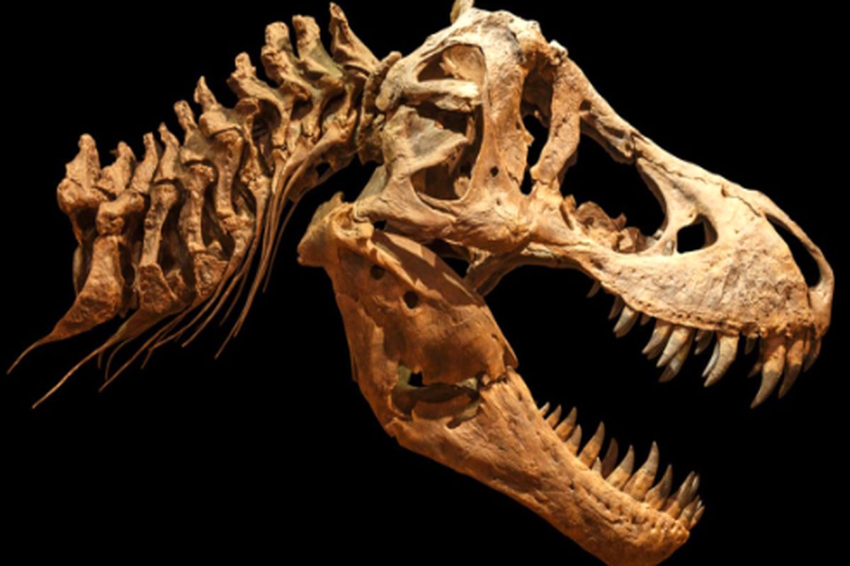 غول پیکرترین دایناسور دنیا چه ویژگی‌هایی دارد؟