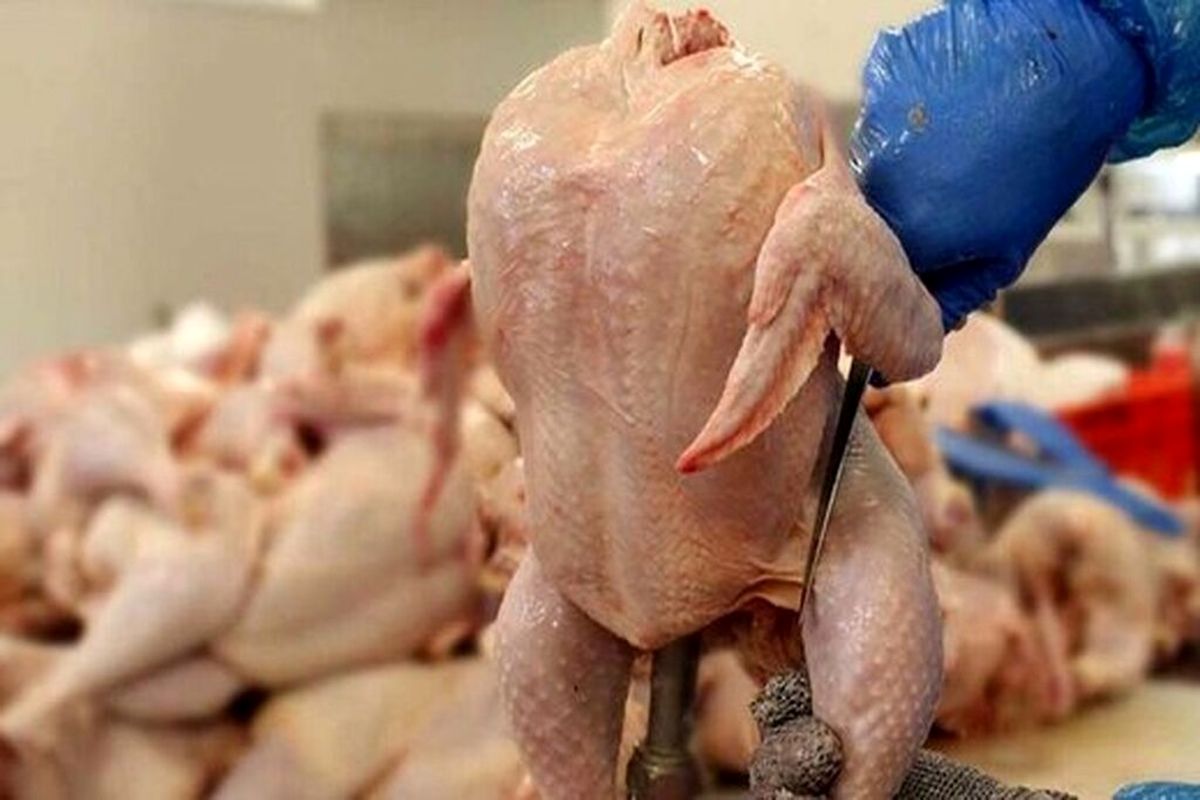 صادرات آلایش مرغی از استان مرکزی ۱۳ برابر افزایش یافت
