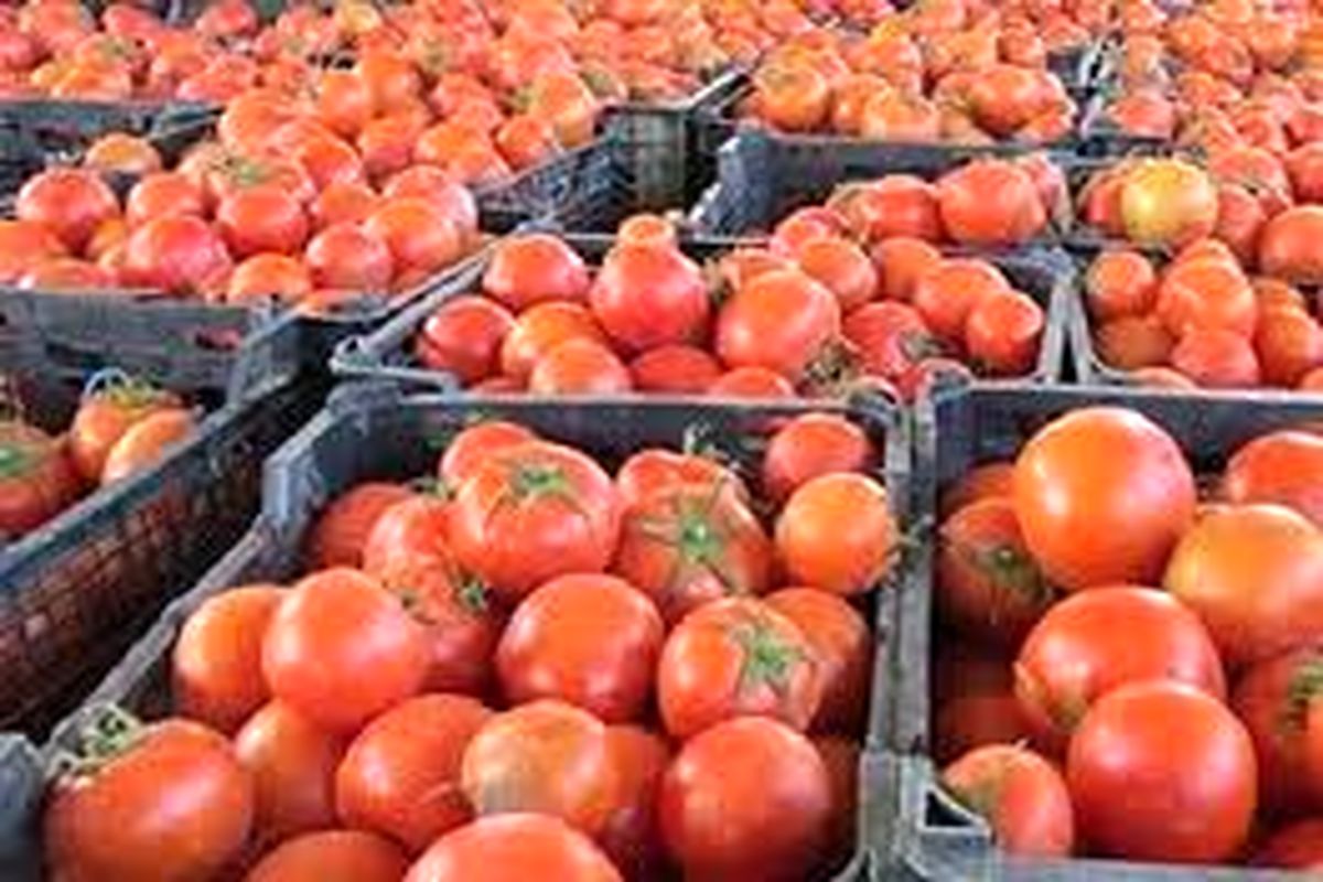 برداشت ۴ هزار تن گوجه از مزارع دلفان