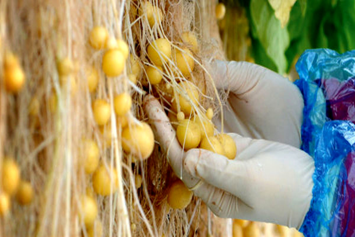 پیش‌بینی تولید ۹.۳ میلیون عدد مینی‌تیوبر سیب‌زمینی در سال جاری