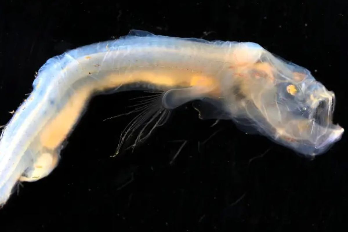 کشف موجودات دریایی عجیب در عمیق ترین قسمت اقیانوس ها