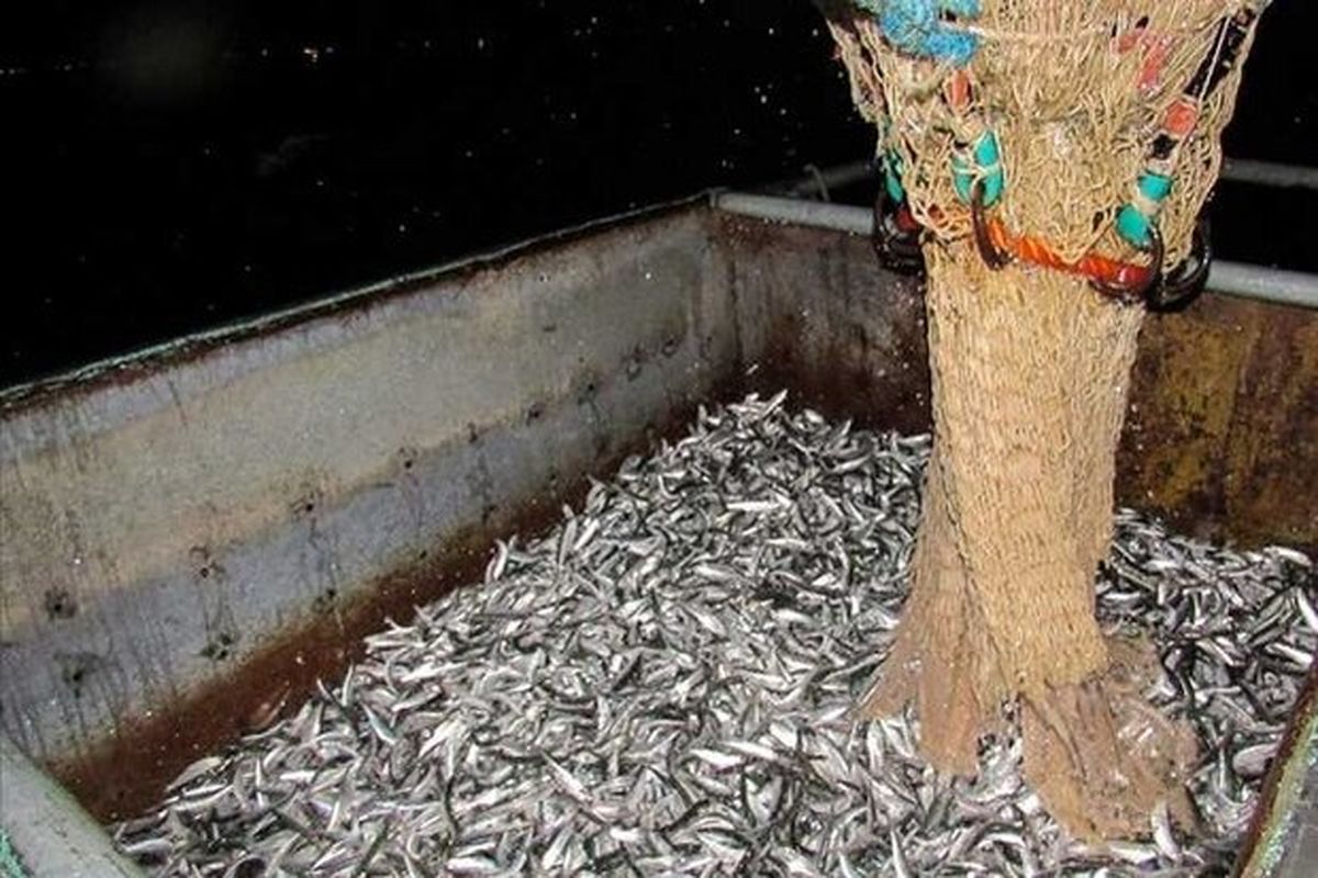 تا پایان آبانماه بیش از ۶۳۰۰ تن ماهیان کیلکا دراستان مازندران صید و روانه بازار مصرف شد