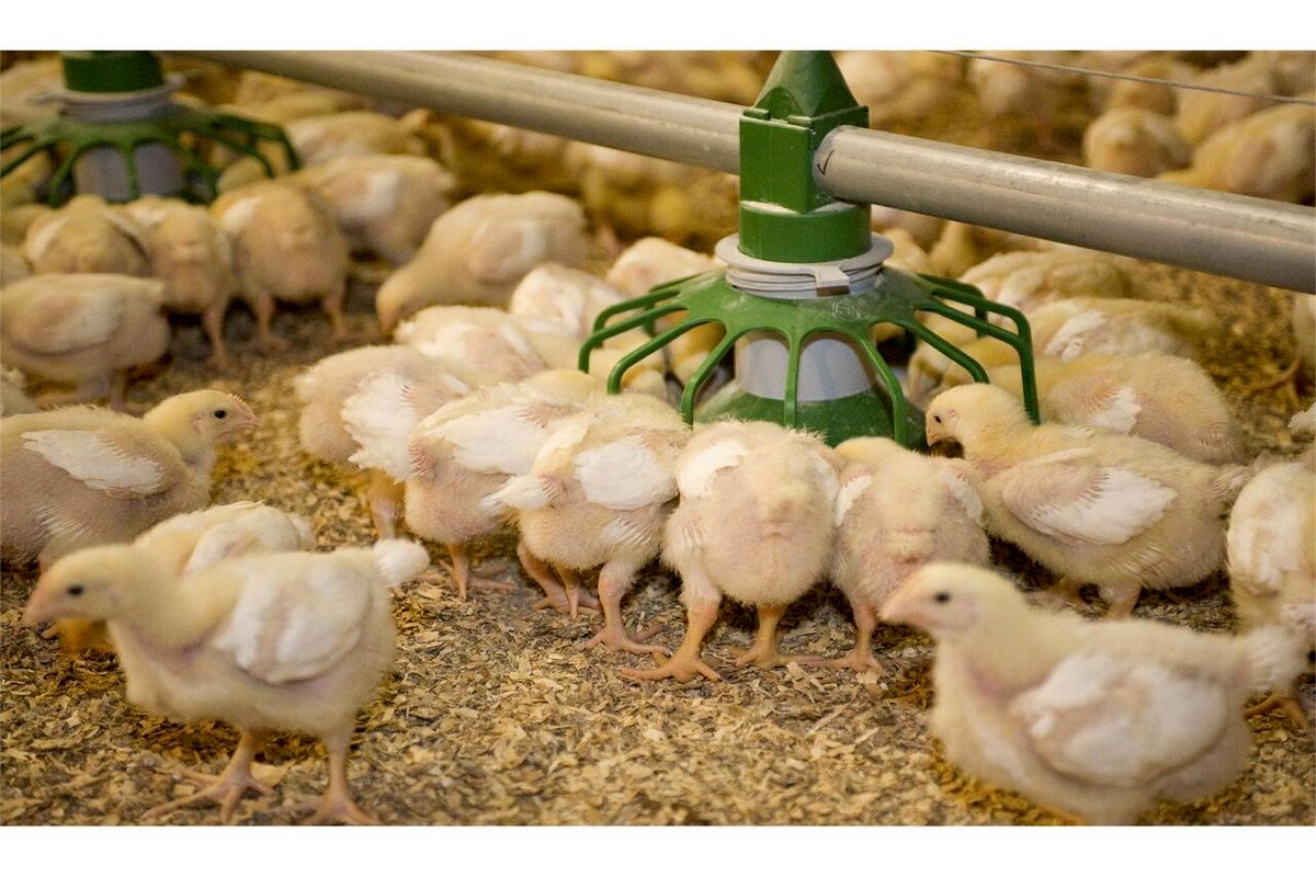 معاون امور دام جهاد نهاوند: سالانه ۸ هزار تن گوشت مرغ در نهاوند تولید می‌شود