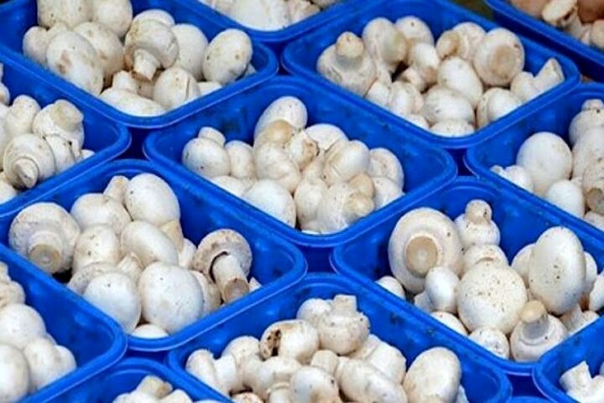 خوزستان ظرفیت صادرات قارچ خوراکی و کمپوست را دارد