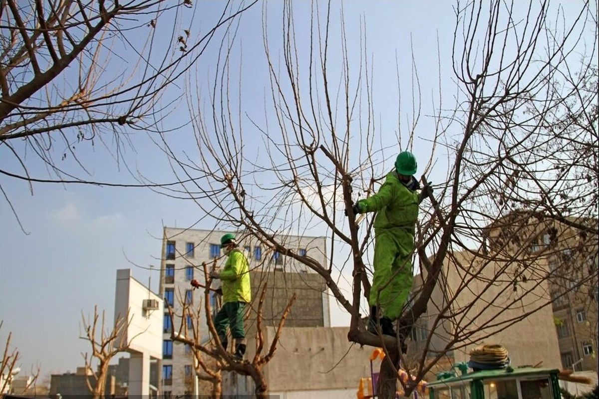 ۱۰ هزار اصله درخت تا دوماه آینده در منطقه ۹ تهران هرس می شود