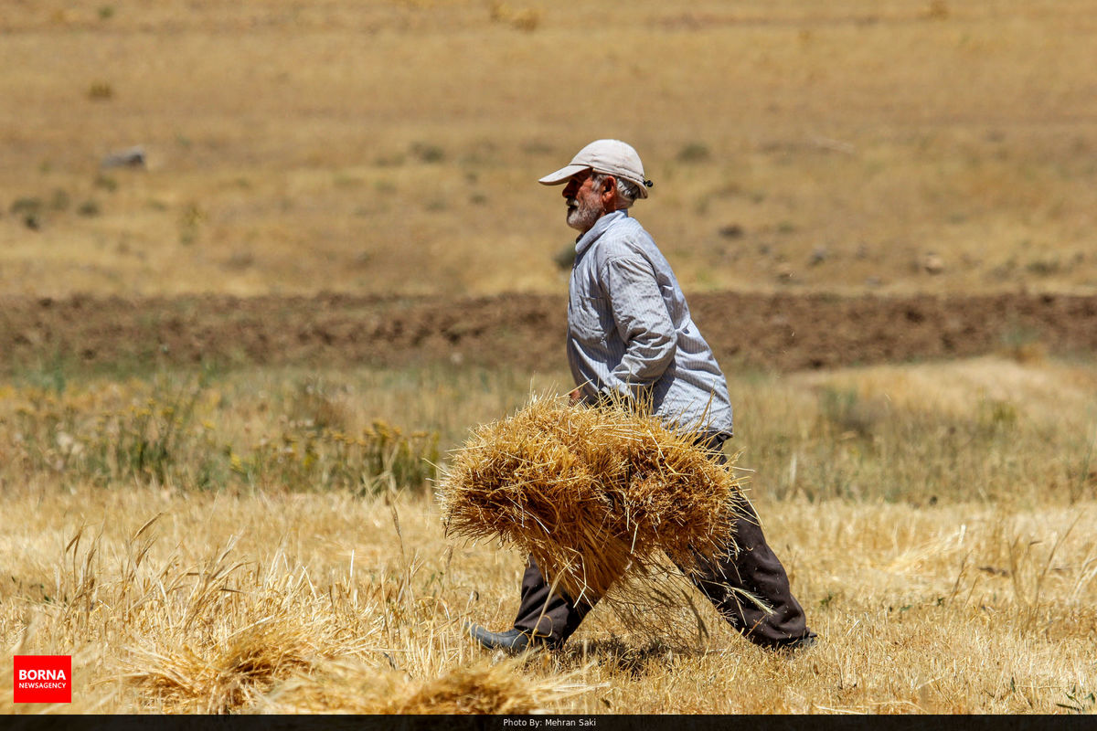 برنامه جهش تولید در دیمزارهای قزوین ۷۶ درصد محقق شده است