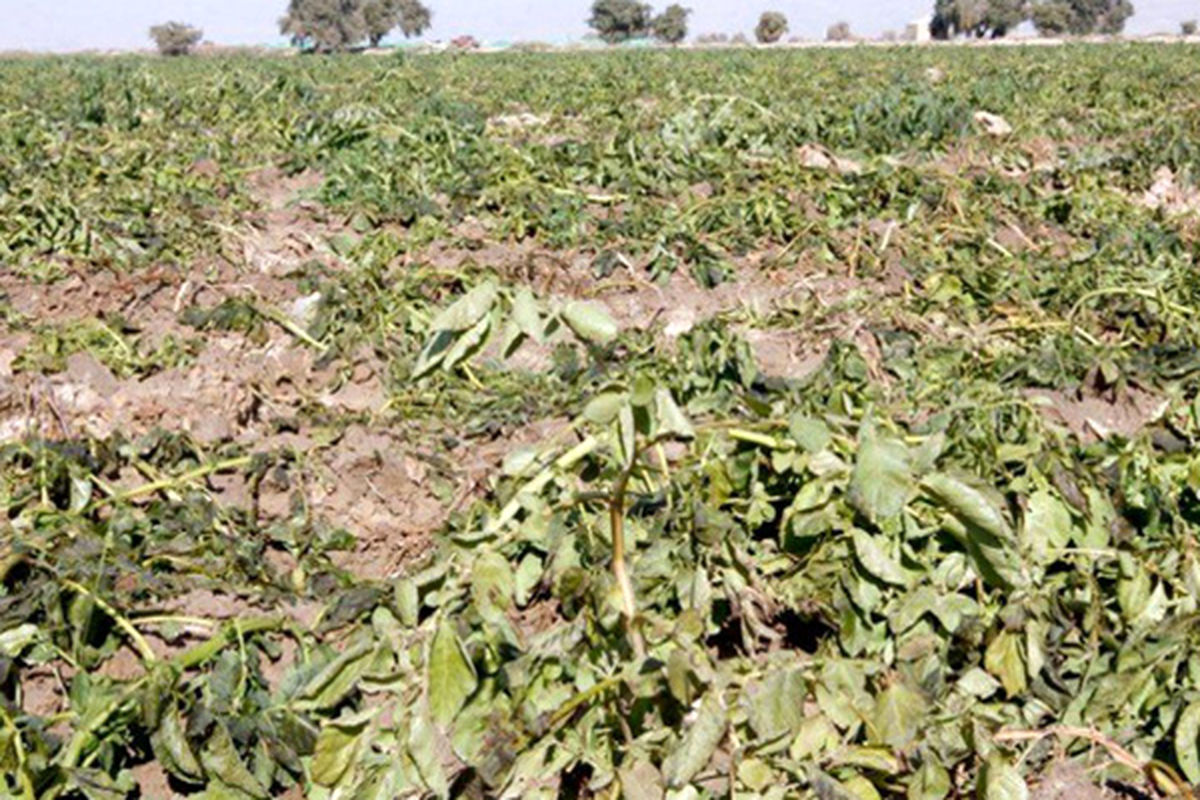 میزان خسارات ناشی از سیل و سرمازدگی محصولات کشاورزی اعلام شد