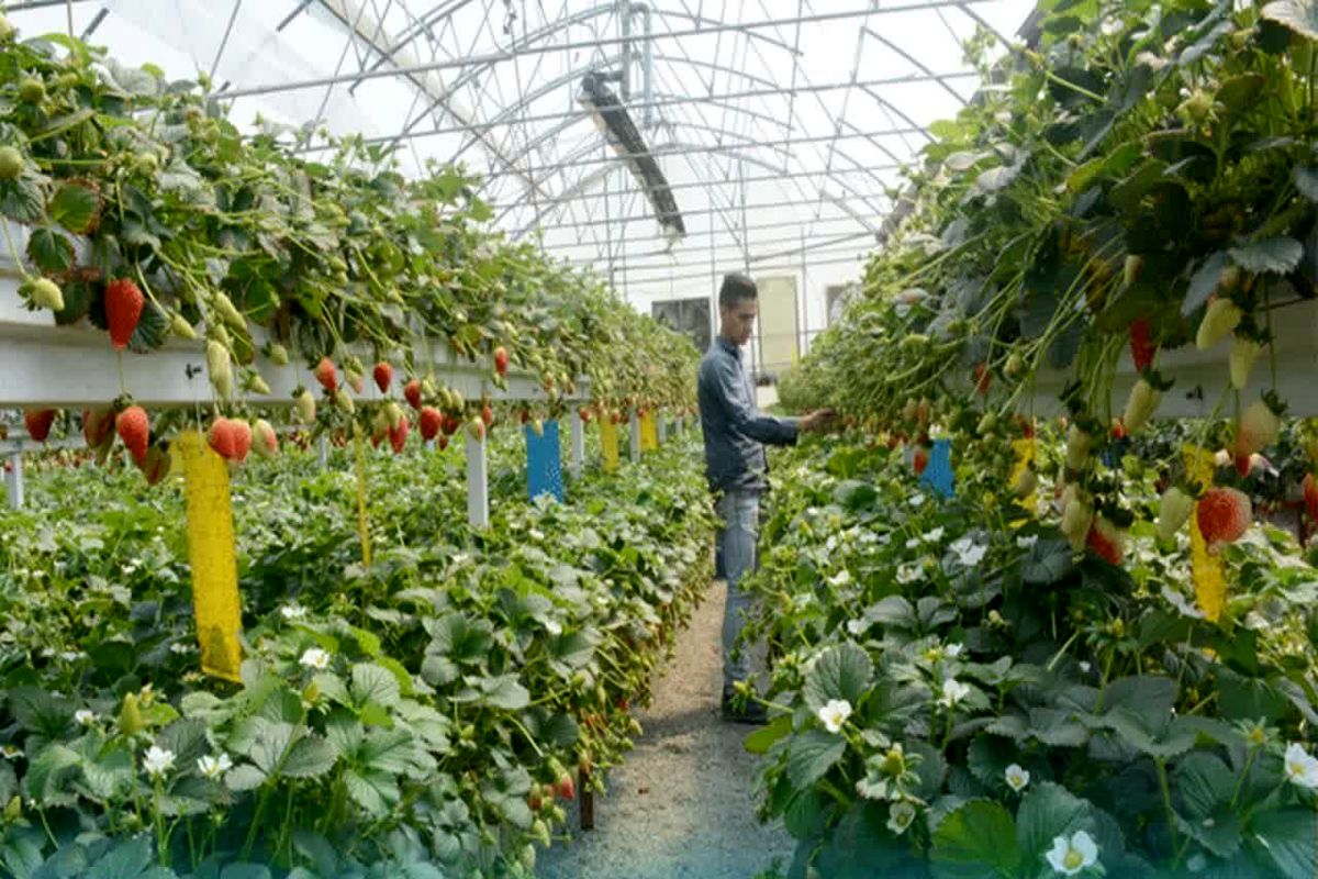 تحقق ۹۲ درصدی تعهد اشتغال در بخش کشاورزی استان قزوین