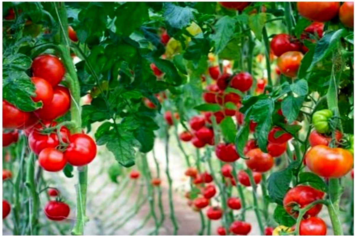 چرا برای کاشت بذر گوجه فرنگی به مشاوره نیاز داریم؟