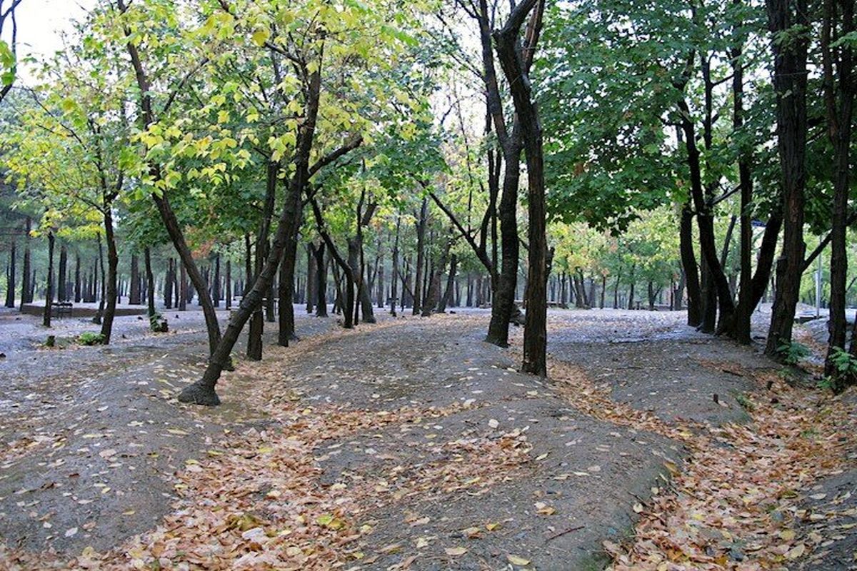 فضای سبز بوستان جنگلی چیتگر  مناسب سازی می شود