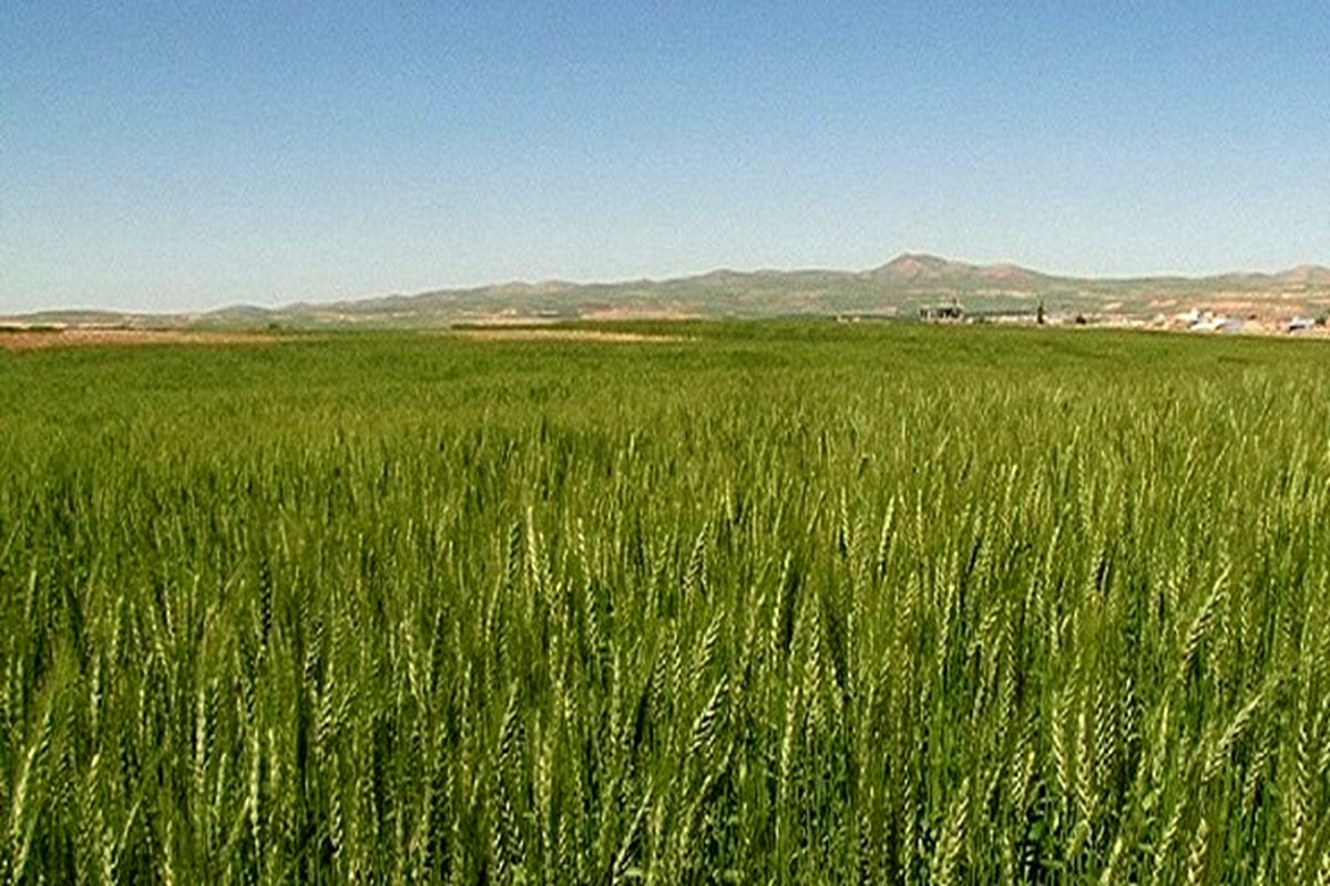 تحقق ۸۶ درصدی طرح جهش تولید در دیمزارهای استان قزوین