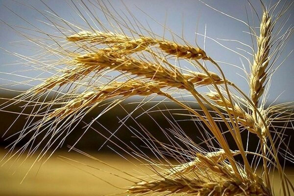 پیش بینی افزایش ۳۰ درصدی برداشت و خرید گندم نسبت به پارسال