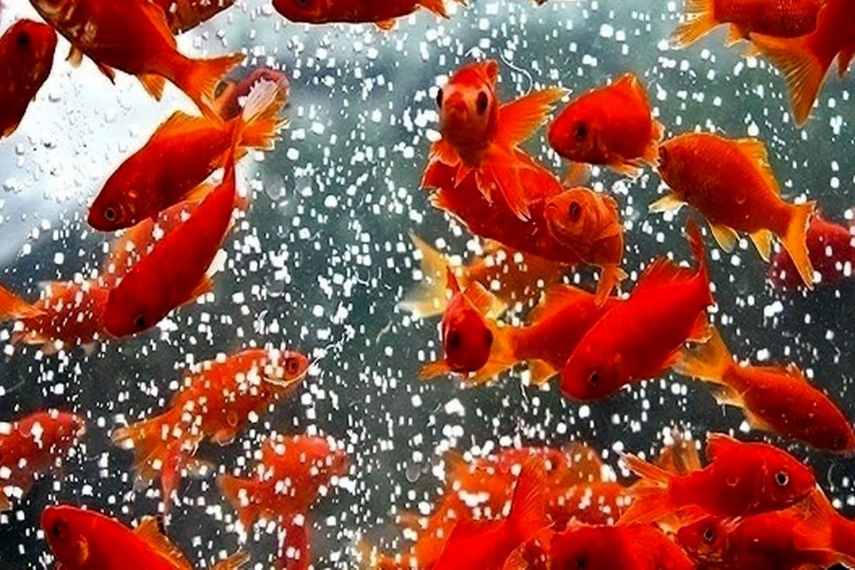 چرا نباید ماهی قرمز را در طبیعت رها کرد؟