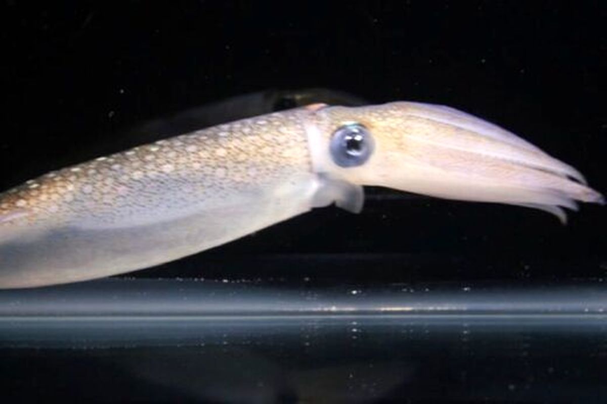 ماهی مرکب شبیه این قسمت از بدن انسان است!+عکس