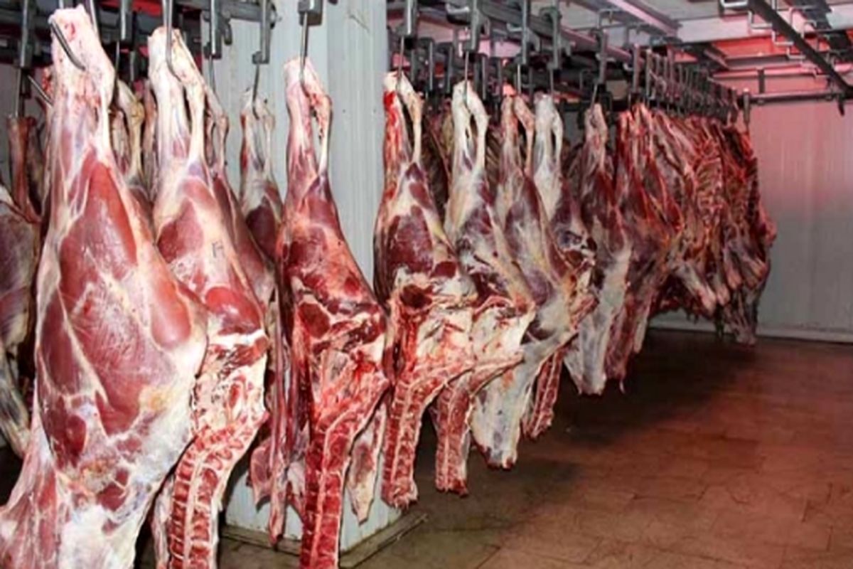 تولید ۳۰ هزار تن گوشت قرمز در واحدهای دامی استان قزوین