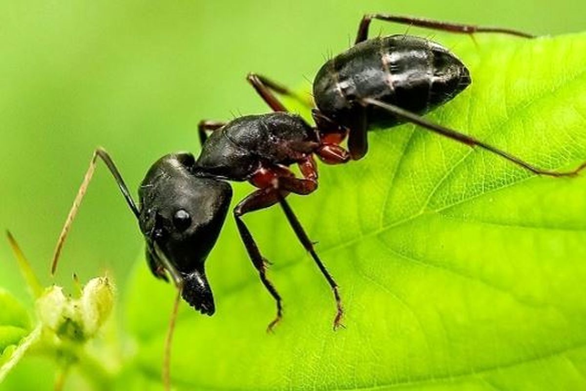دوستی مورچه‌ها و گیاهان