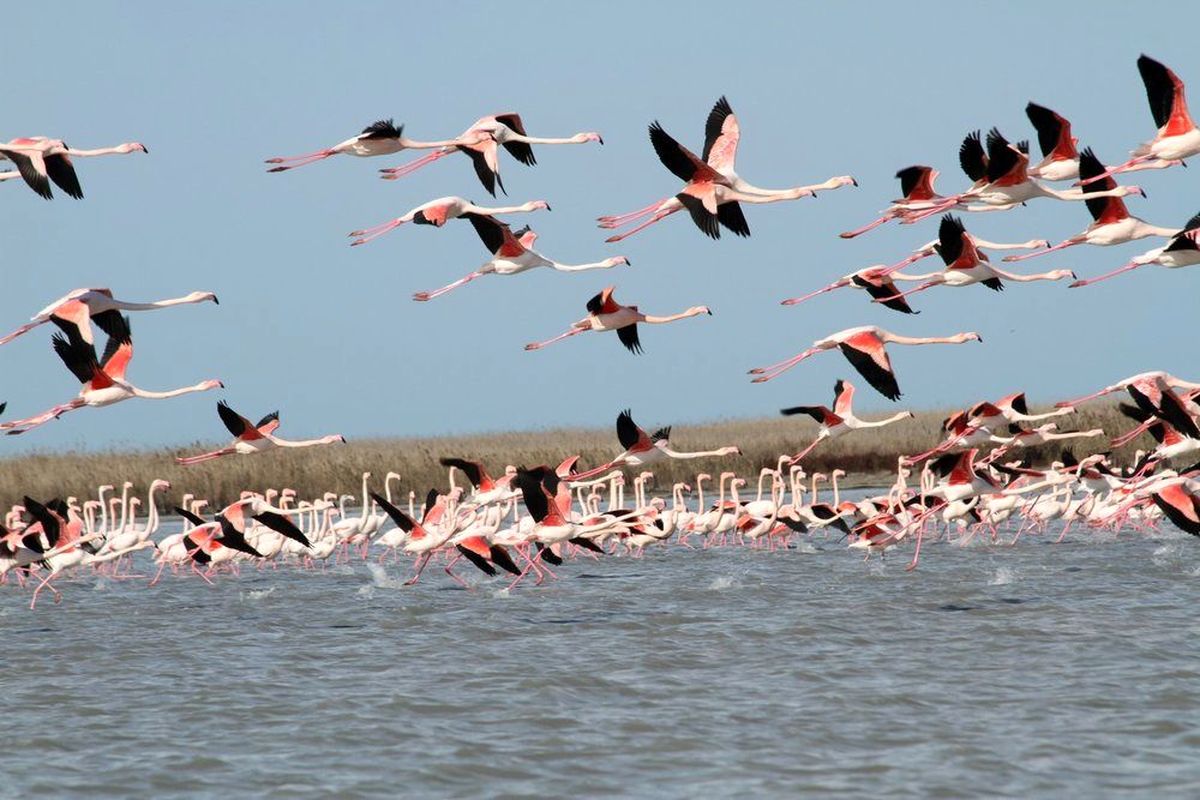 پایش آنفلوانزای فوق حاد پرندگان در دریاچه سد شهید عباسپور