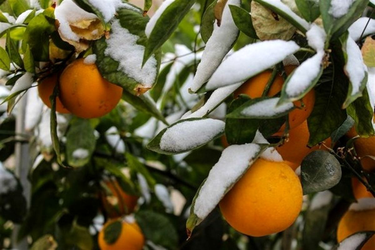 پنج راهکار به کشاورزان برای مقابله با سرمازدگی