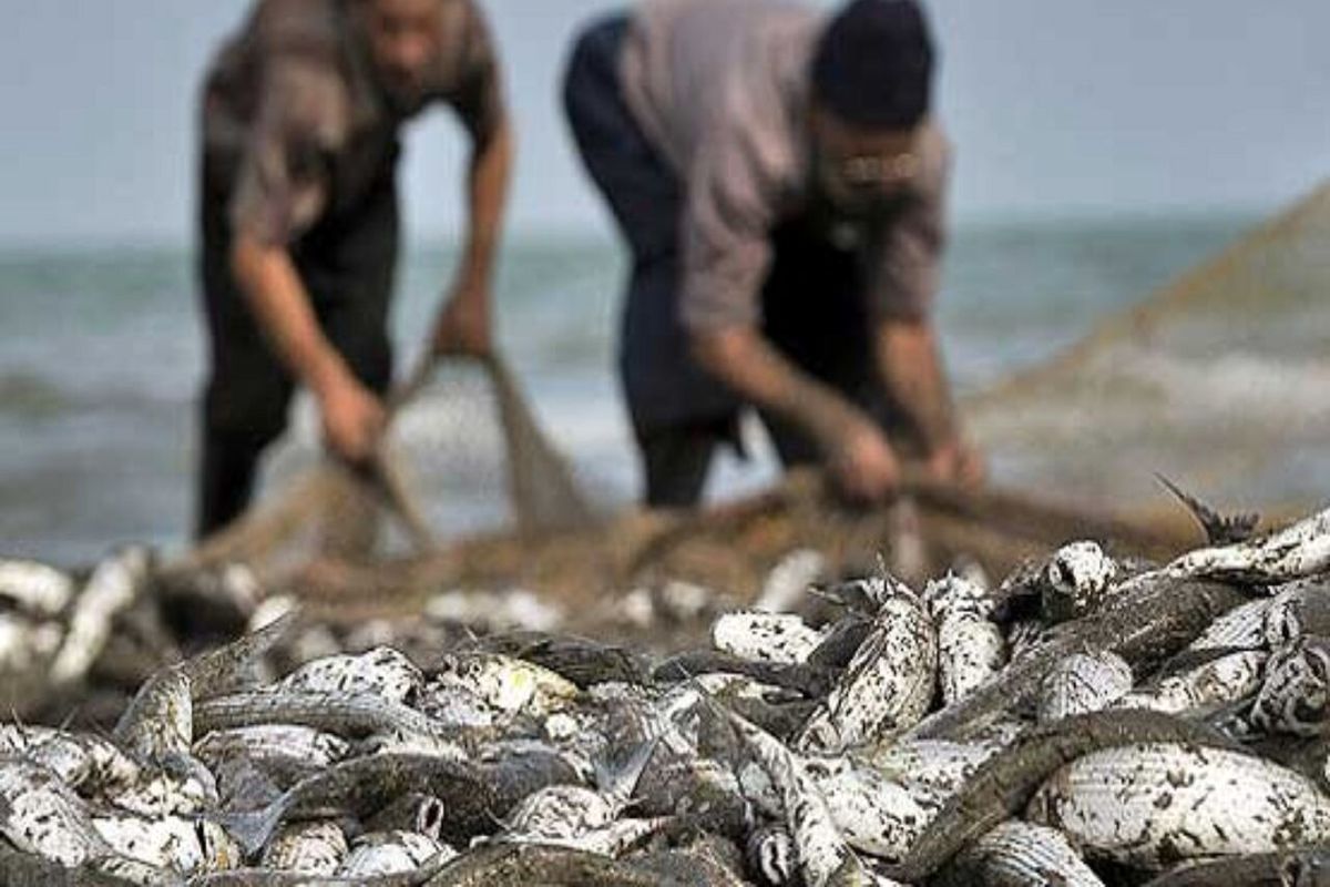 افزایش ۸۲ درصدی صید ماهیان استخوانی دریای خزر