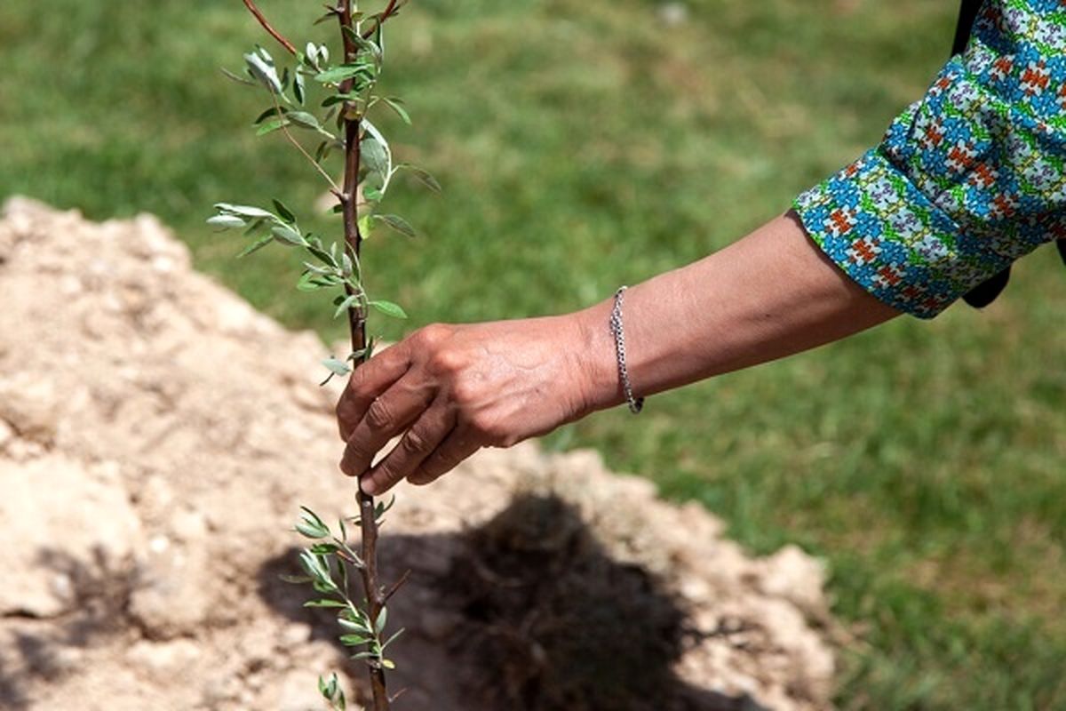 تخصیص ردیف اعتباری برای کاشت یک میلیارد درخت در لایحه بودجه