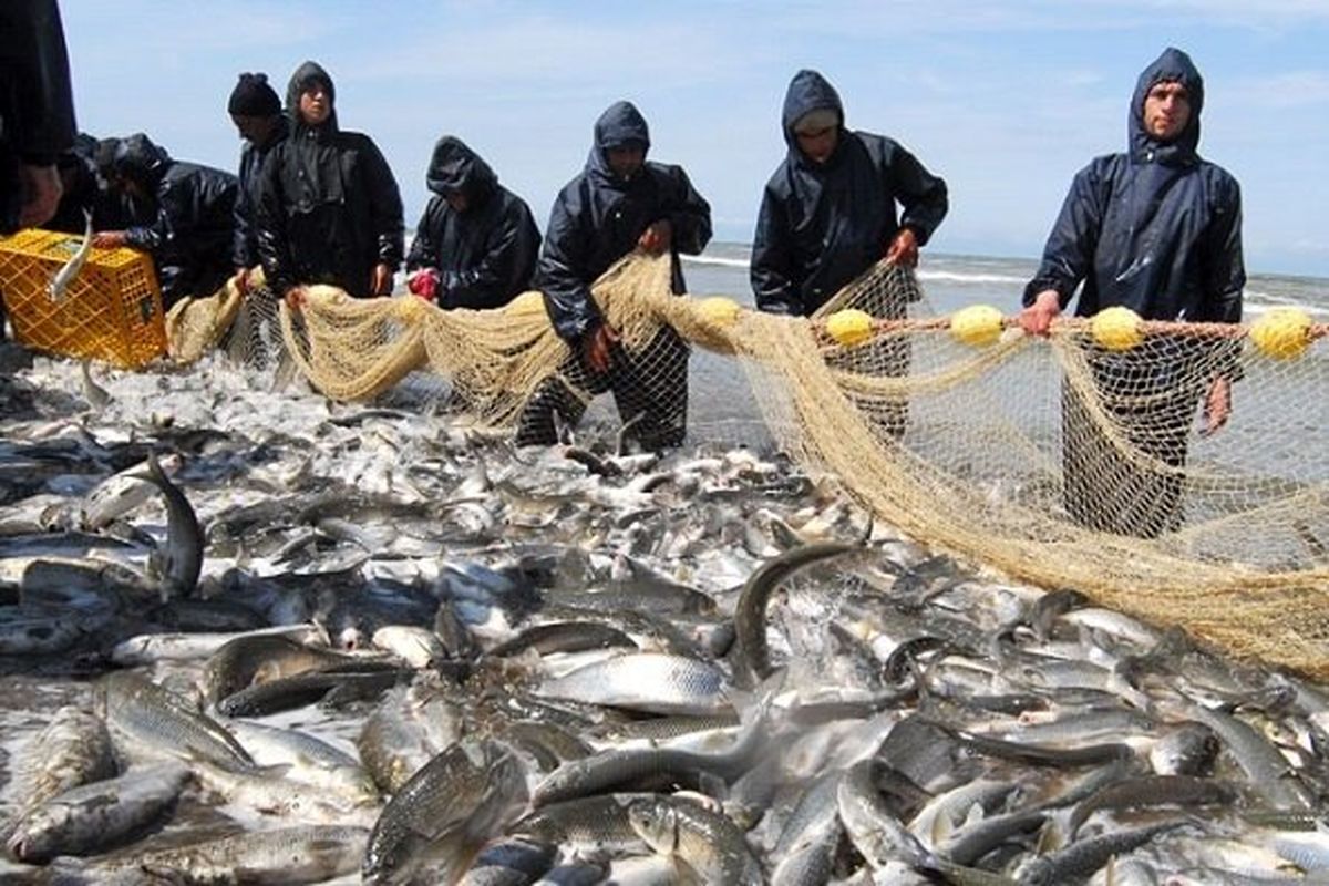پیش بینی افزایش ۲۰ درصدی صید ماهی در سال جاری