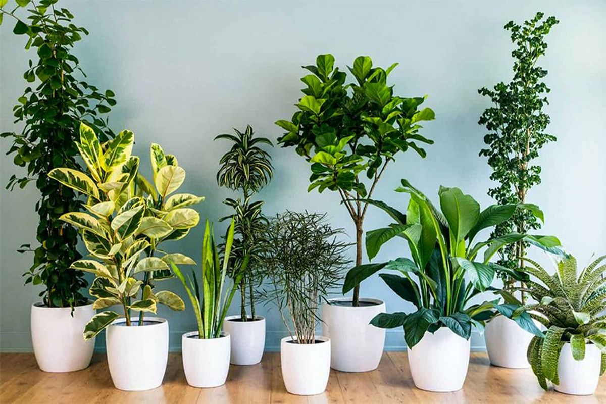 کدام گیاهان آپارتمانی سریع رشد می کنند؟