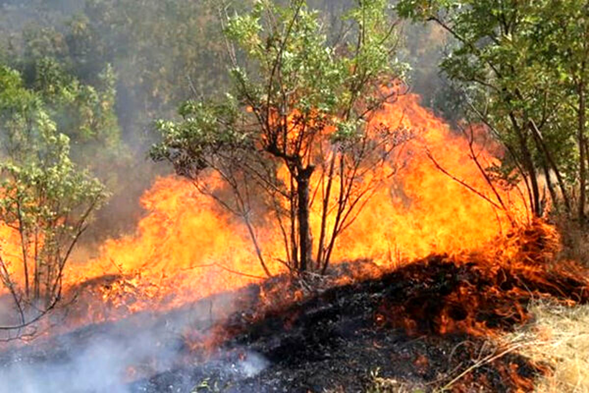 هشدارخطر آتش سوزی در مناطق جنگلی و تالابی