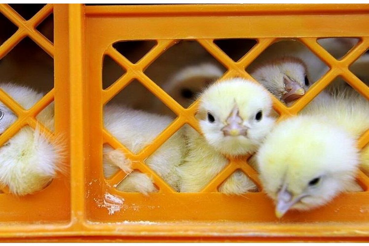 ضرورت ماهانه ۱۳۰ میلیون قطعه جوجه ریزی در کشور/ کمبودی در عرضه مرغ منجمد نداریم