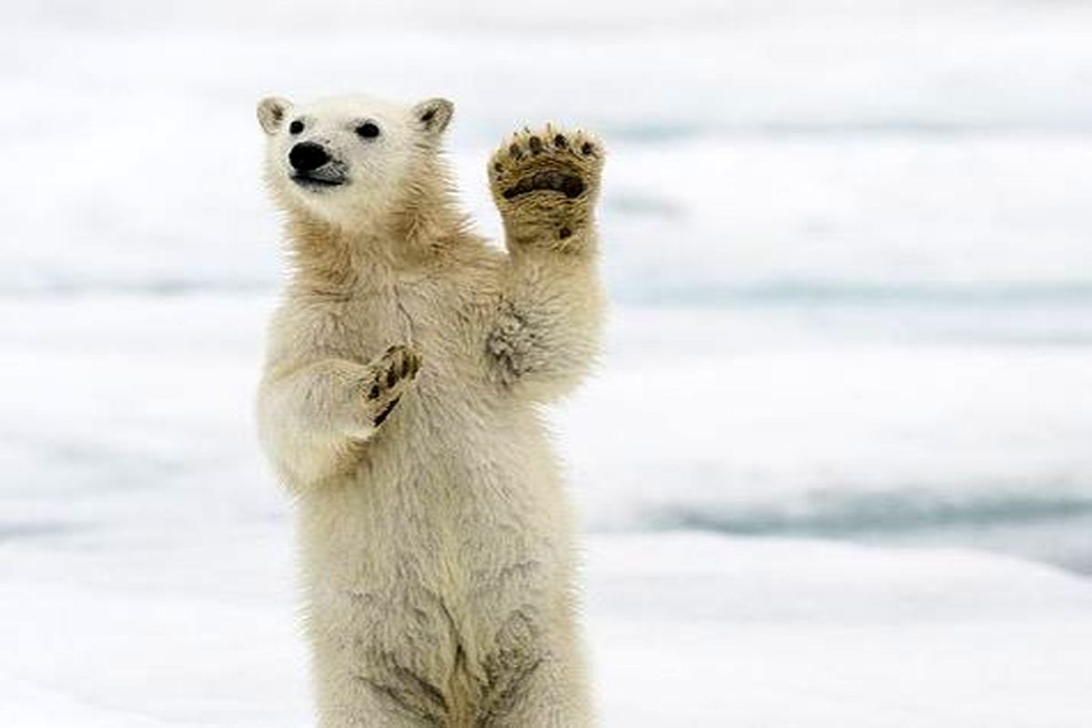 راه حل خز خرس قطبی برای تولید منسوجات گرم