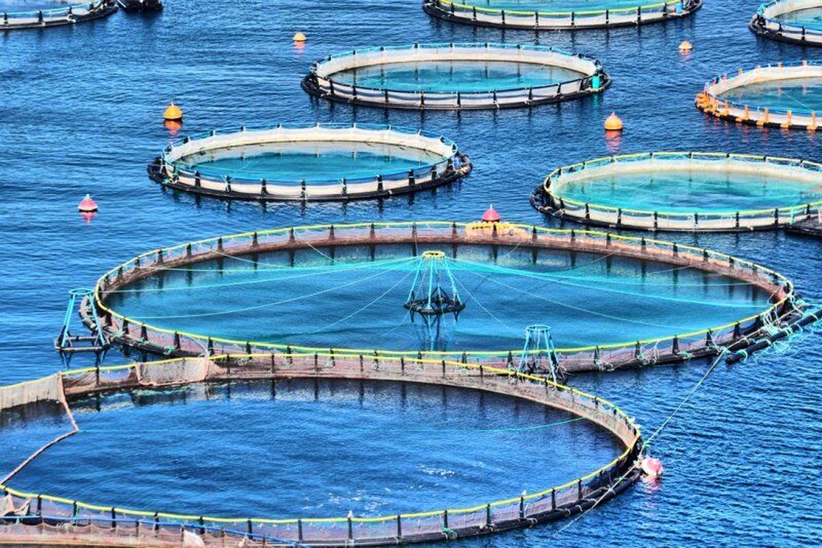 پیش بینی تولید سالانه ۵۰۰ تن ماهی در قفس در خوزستان