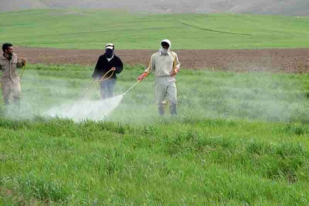 ۱۳۵ کارشناس در پایش و ردیابی عوامل خسارت زای مزارع گندم و جو استان قزوین فعالند