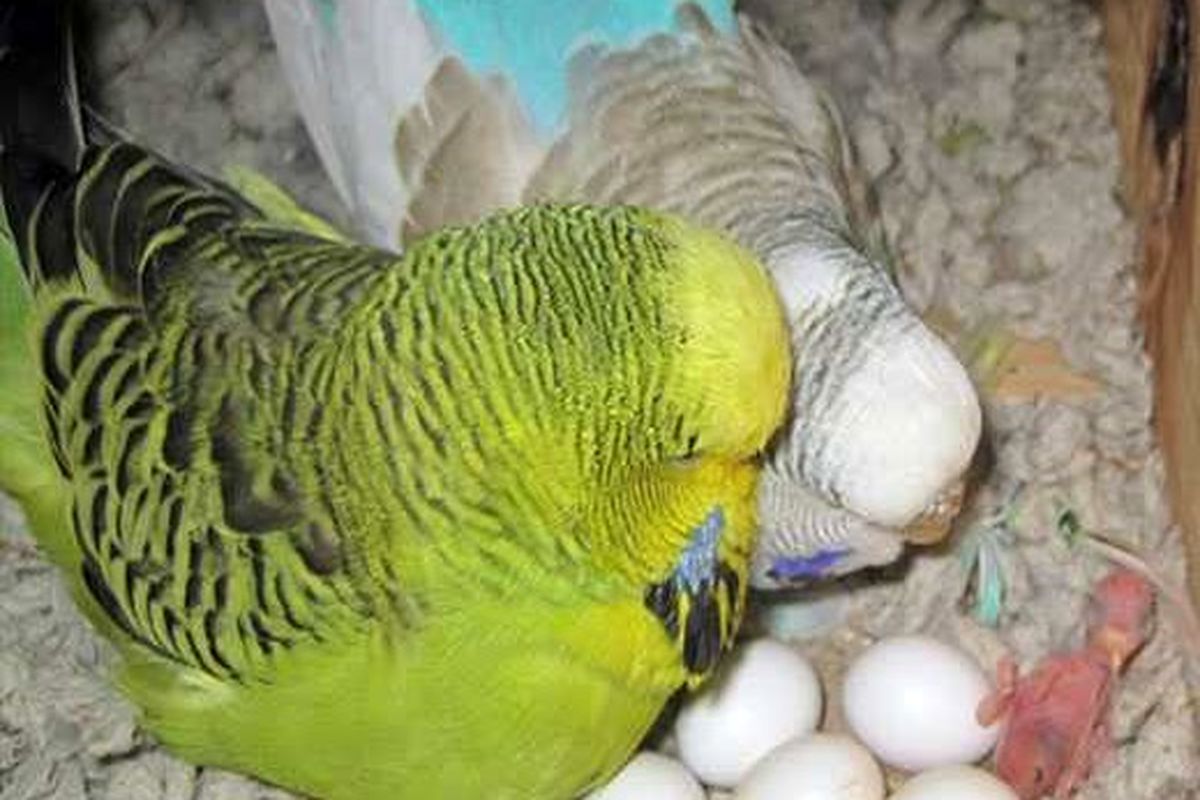 ممنوع بودن عرضه و نگهداری اجزا و تخم پرندگان وحشی