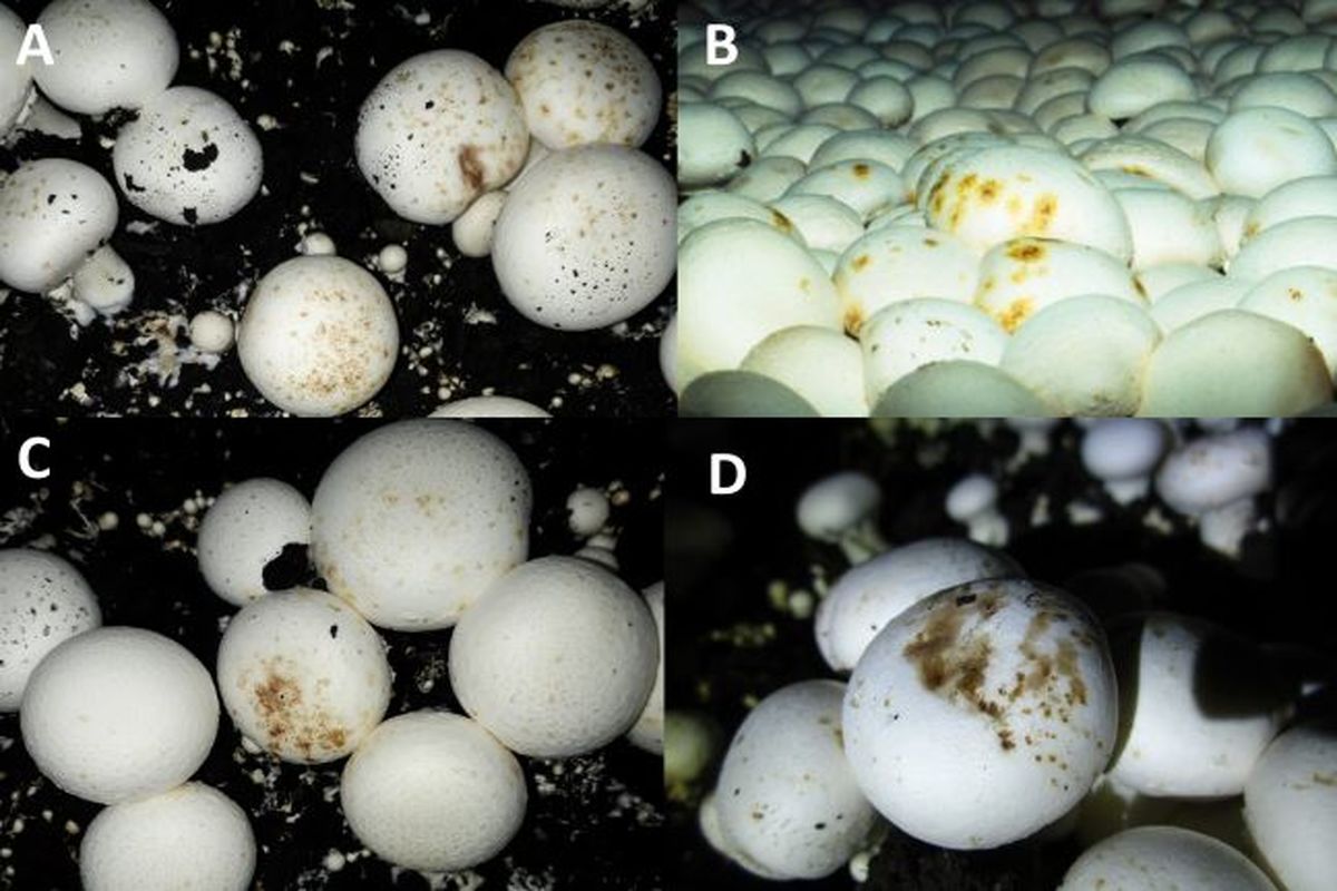 ارتقای کمی و کیفی تولید قارچ خوراکی از طریق کاستن آسیب‌های باکتریایی