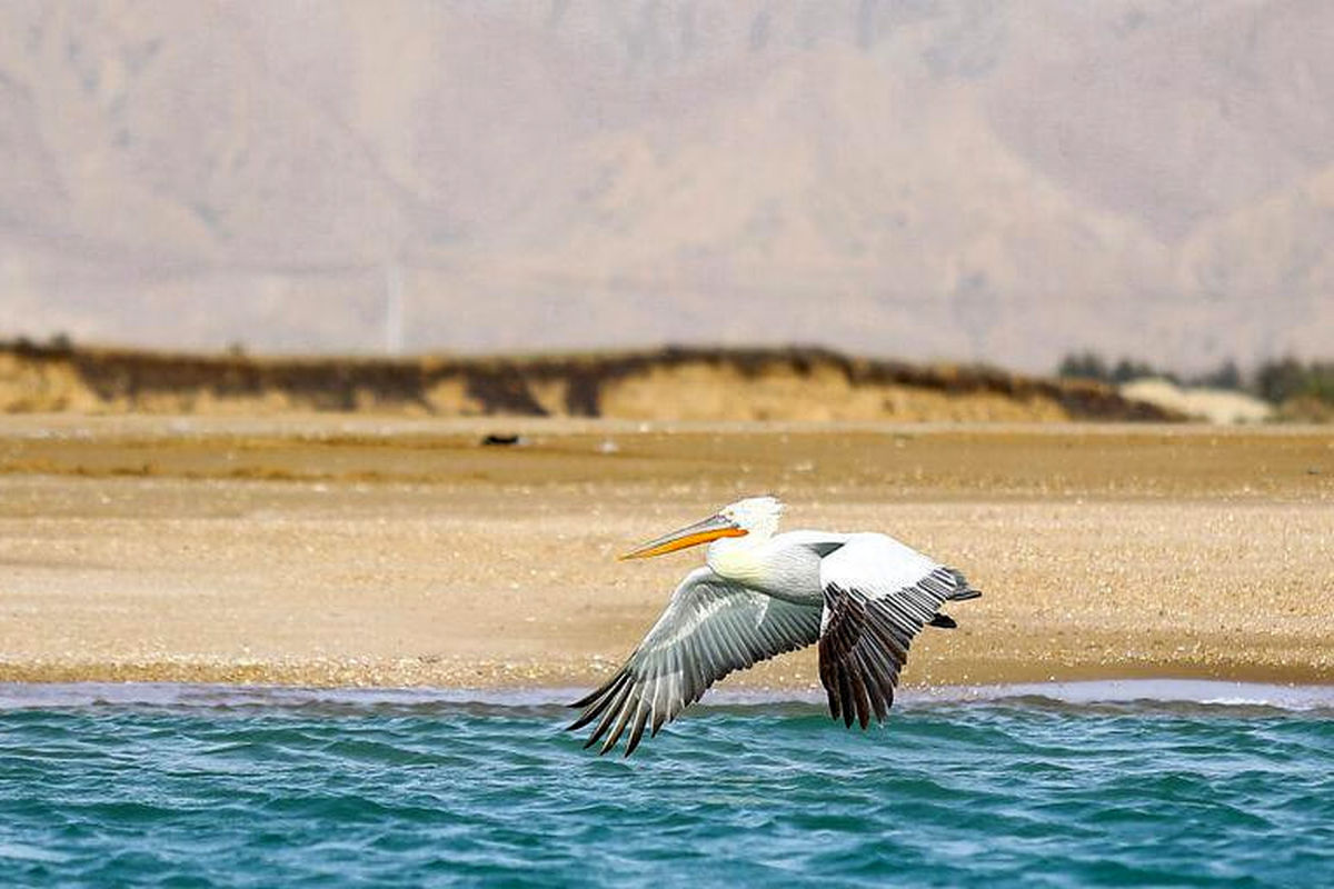 «مارو» جزیره ای زیبا و کمتر شناخته شده در دل خلیج فارس+تصاویر