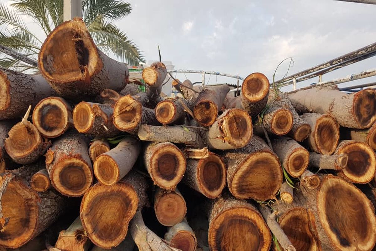 کشف هفت محموله قاچاق چوب در استان مرکزی