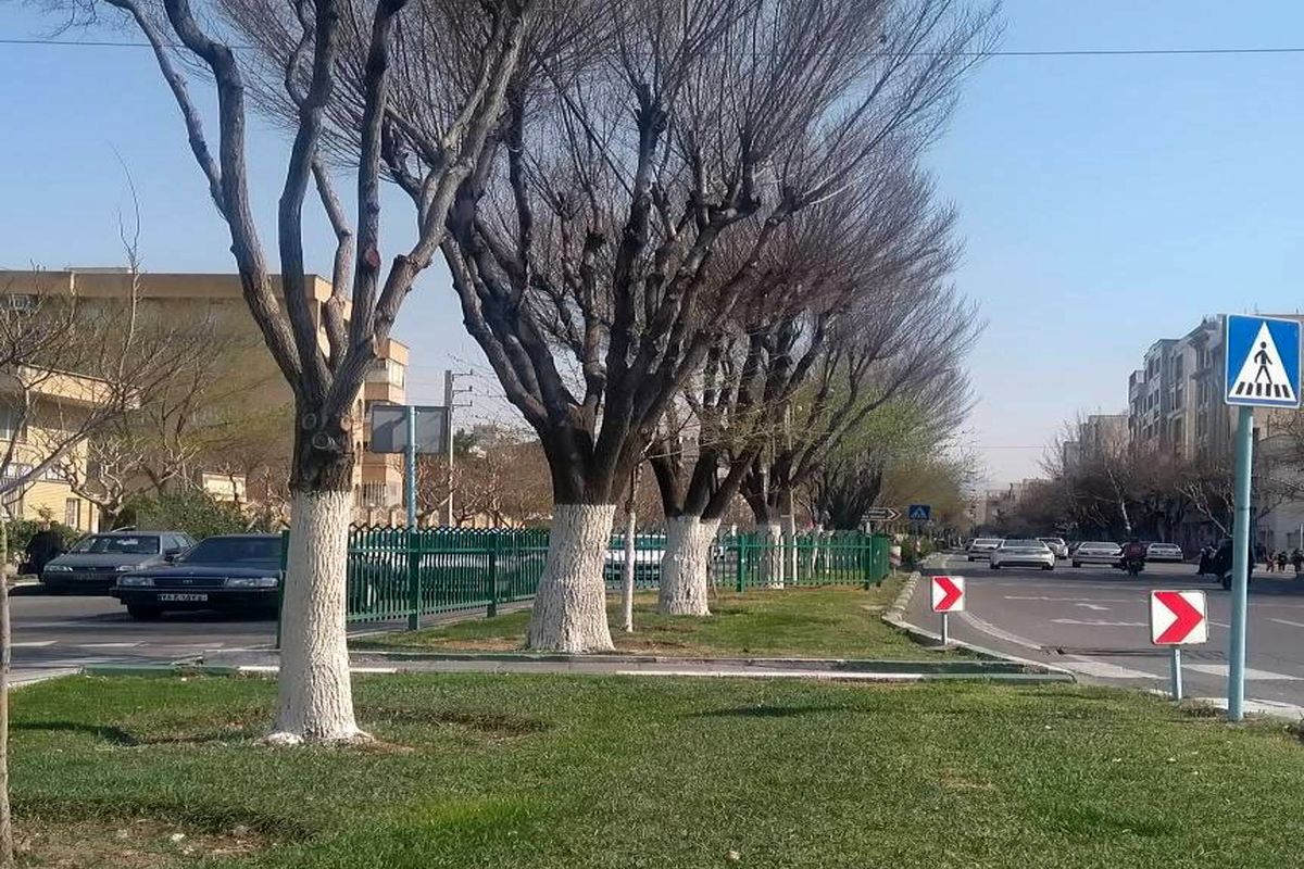 حفظ فضای سبز دارالمومنین تهران با باندینگ بیش از ۲ هزار درخت