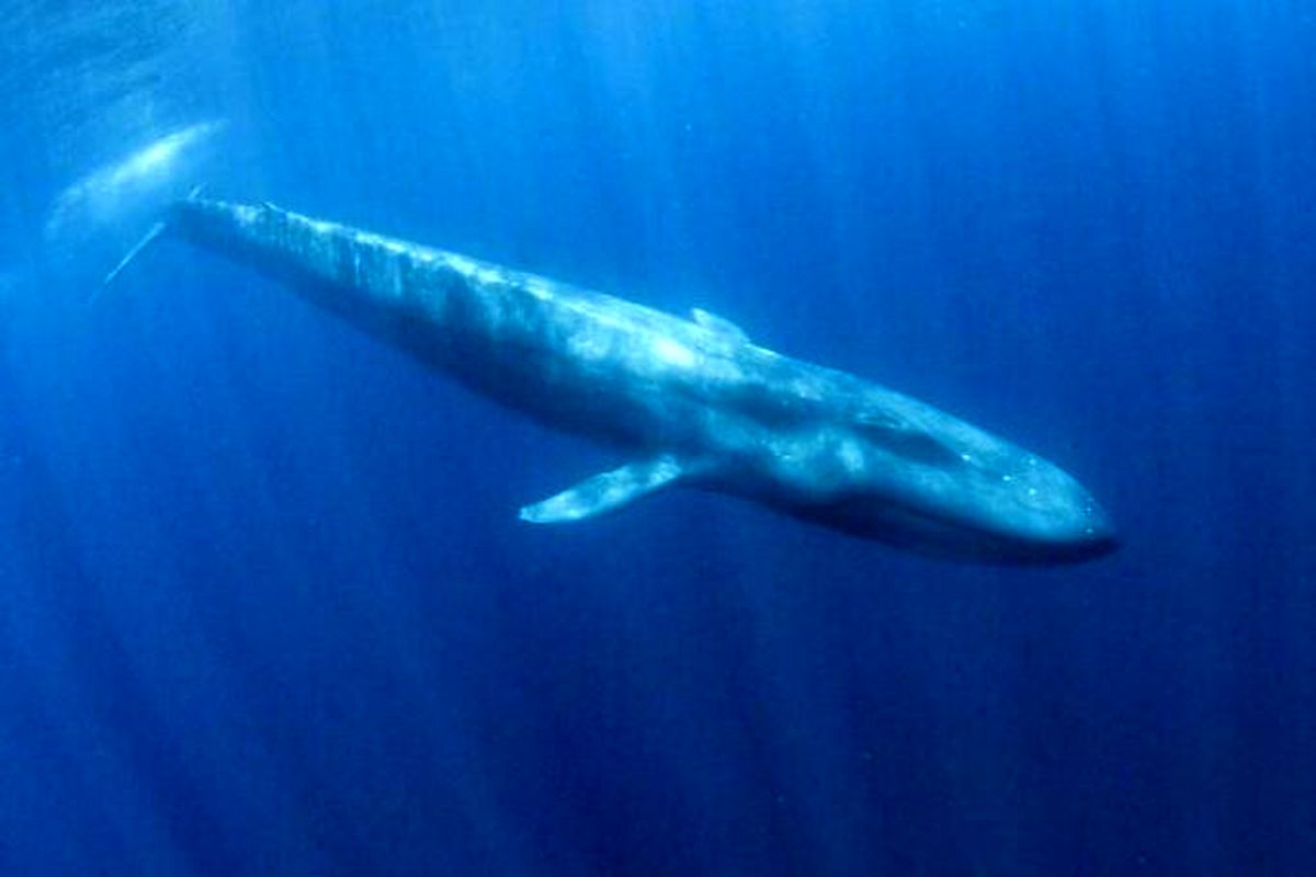 افزایش ثبت آواز نهنگ‌های آبی کوتوله
