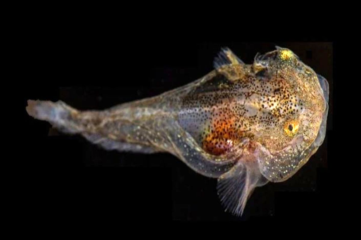کشف گونه‌ جدیدی از ماهی‌های قطبی مقاوم در برابر سرما