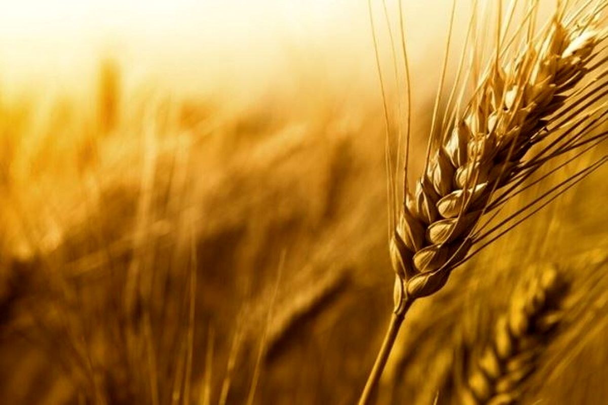 چینی‌ها بحران جهان آرد و گندم را حل می‌کنند؟