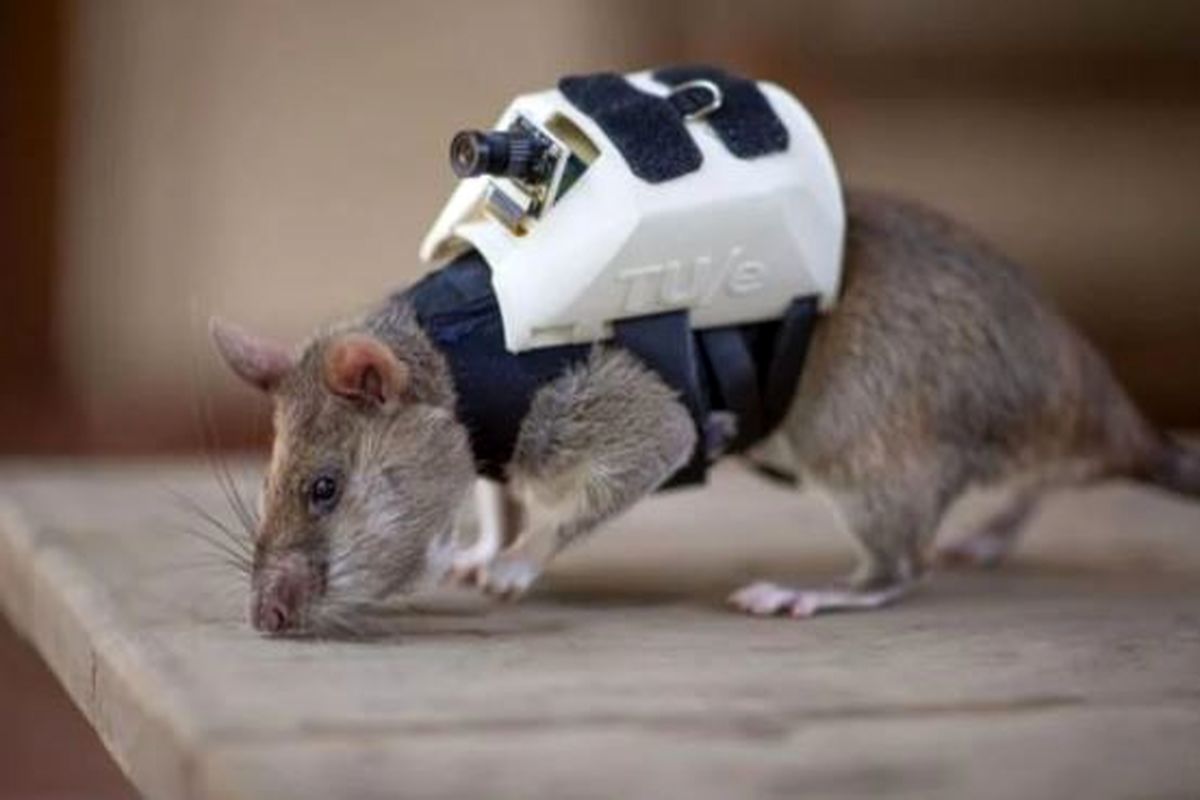 تجهیز موش‌ها به فناوری‌های جاسوسی