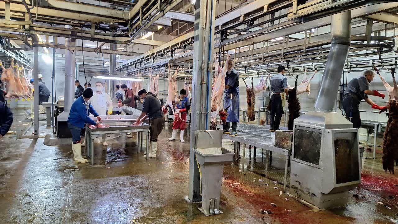 استان قزوین می تواند نیاز گوشت قرمز کشور را تامین کند