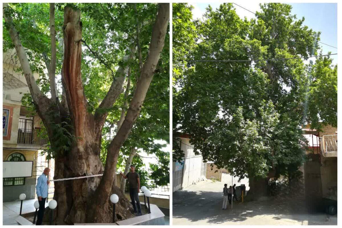 دو درخت کهنسال ساوجبلاغ در فهرست میراث ملی به ثبت رسیدند