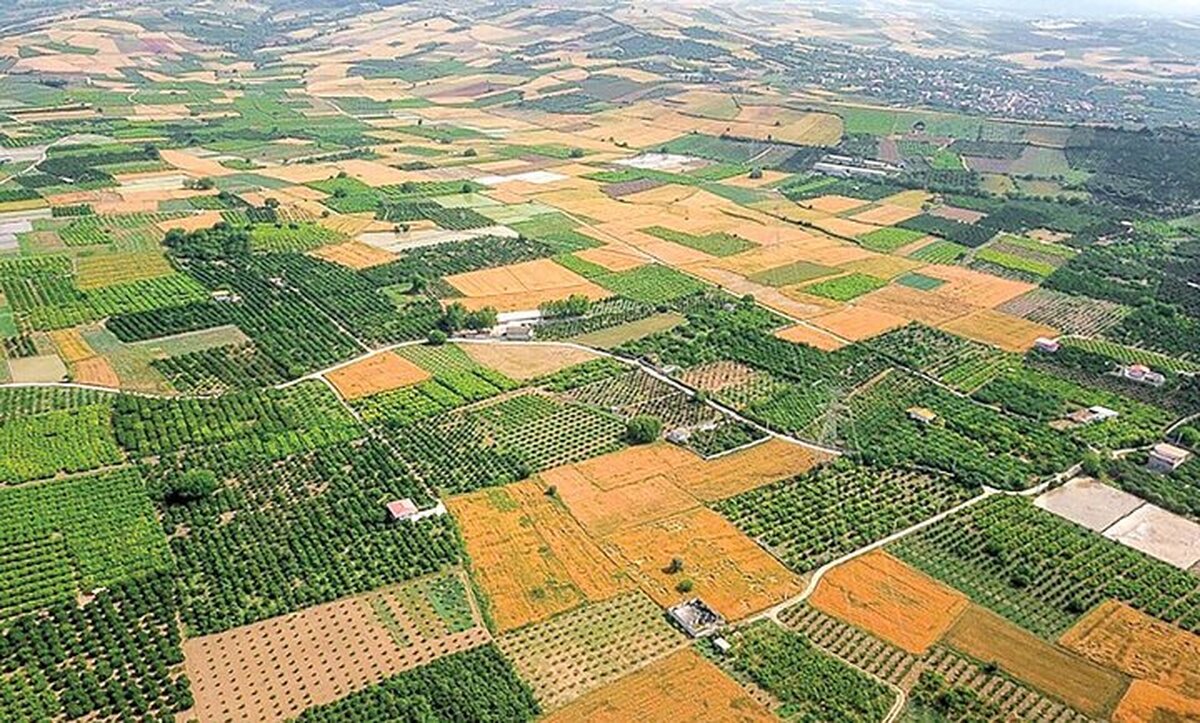 افلاطونی: خرد شدن اراضی کشاورزی تهدیدی برای امنیت غذایی است