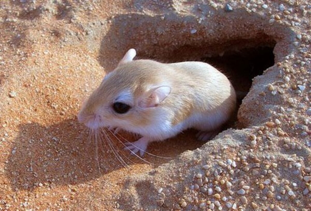 القای آرتریت ناشی از کلاژن در موش‌های صحرایی ماده لوئی