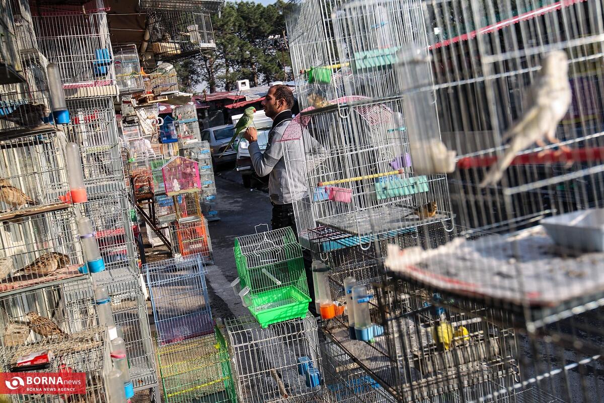 خرید و فروش پرندگان زینتی