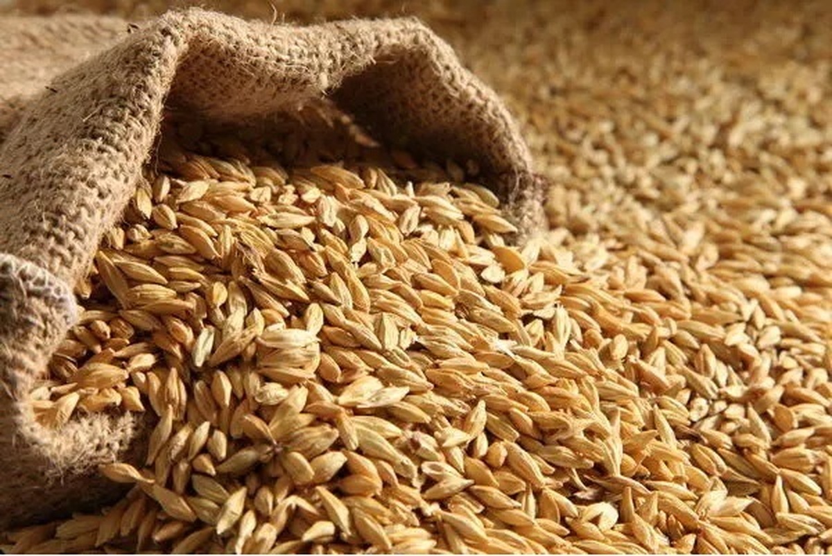 یک هزار و ۵۶۷ تن بذر گواهی شده برنج در گیلان تولید شد