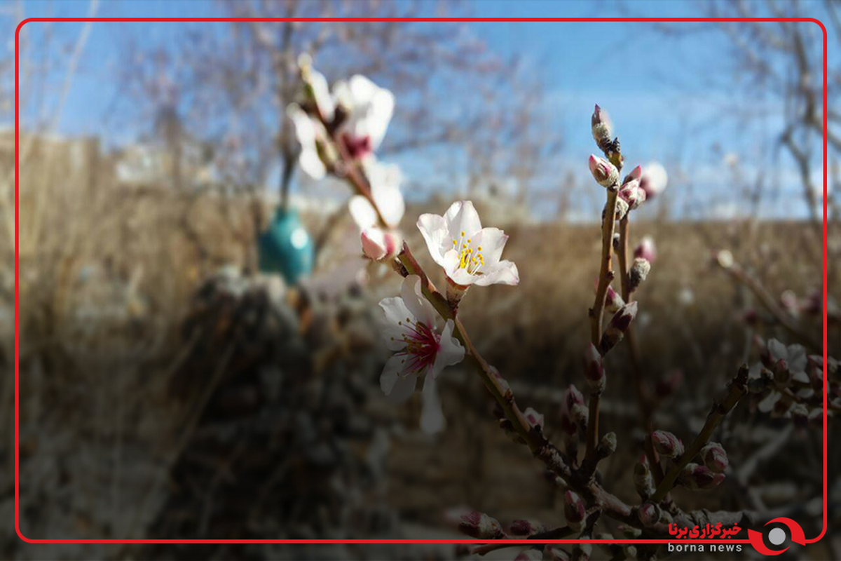 باز شدن شکوفه‌های بادام در روستاهای فلاورجان اصفهان