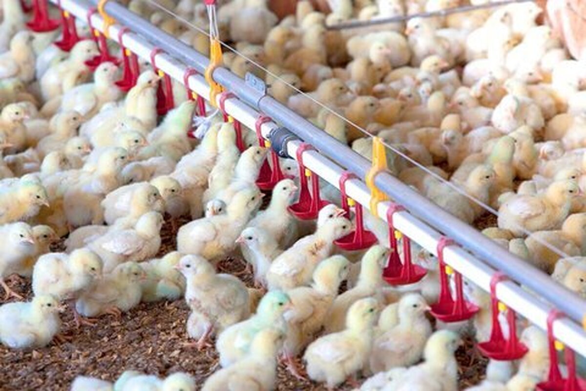 جوجه ریزی در مرغداری‌های خوزستان به رشد 54 درصدی رسید